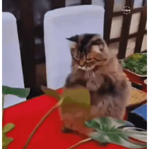 Cats 🧸🇲🇽 27