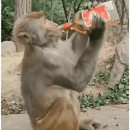 Mámate Becerro 🧸🇲🇽 3