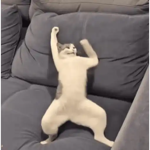 Gatinhos dançantes viralizam 2