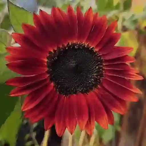 Girasoles 🧸🇲🇽 25
