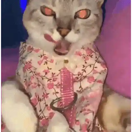 Gatinhos dançantes viralizam 11