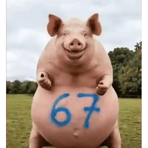 Gatinhos dançantes viralizam 26