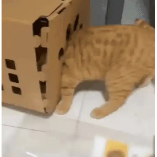 😼 Gatos e Caixas 📦 5