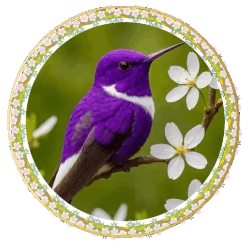 PAJAROS 🦜🦉 5