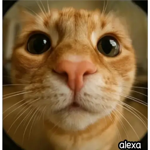 Animal Fish Eye 🐼🐶🐱 10