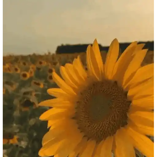 Girasoles 🧸🇲🇽 3