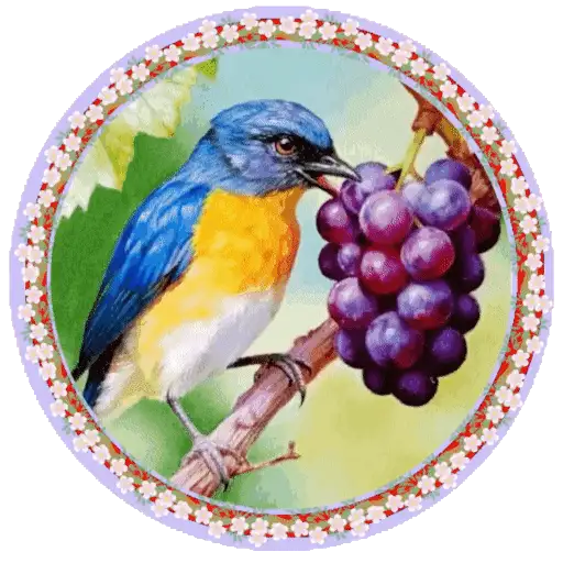 PAJAROS 🦜🦉 6