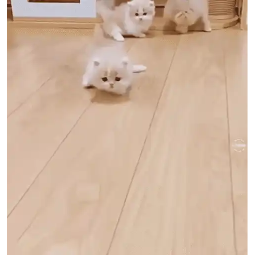 Cats 🧸🇲🇽 24