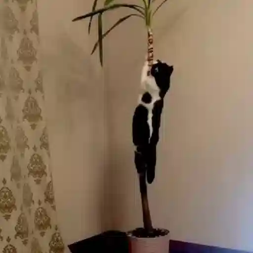 Animales 5 17