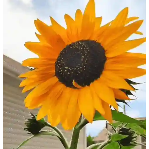 Girasoles 🧸🇲🇽 20