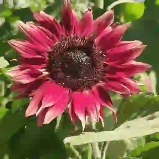 Girasoles 🧸🇲🇽 21