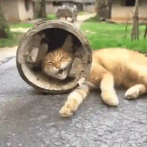 😼 Gatos e Caixas 📦 20