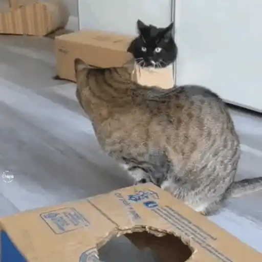 😼 Gatos e Caixas 📦 11