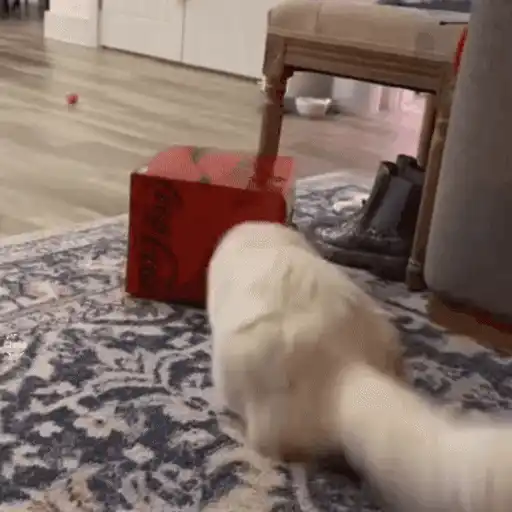😼 Gatos e Caixas 📦 18