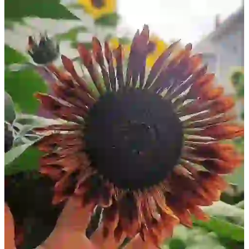 Girasoles 🧸🇲🇽 17