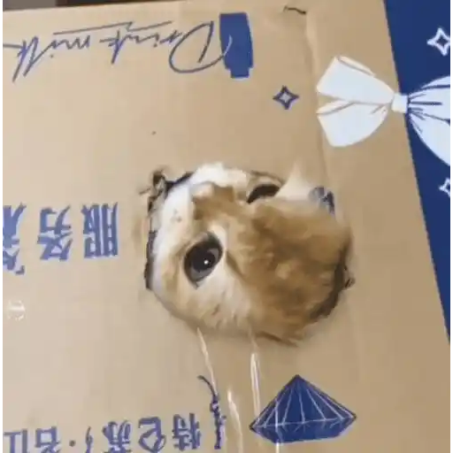 😼 Gatos e Caixas 📦 24