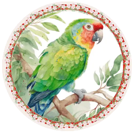 PAJAROS 🦜🦉 8