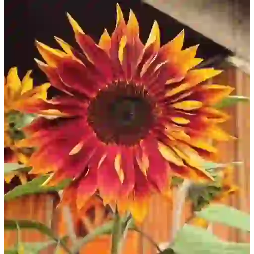 Girasoles 🧸🇲🇽 23