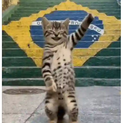 Gatinhos dançantes viralizam 13