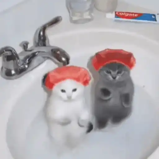 Gatinhos dançantes viralizam 10