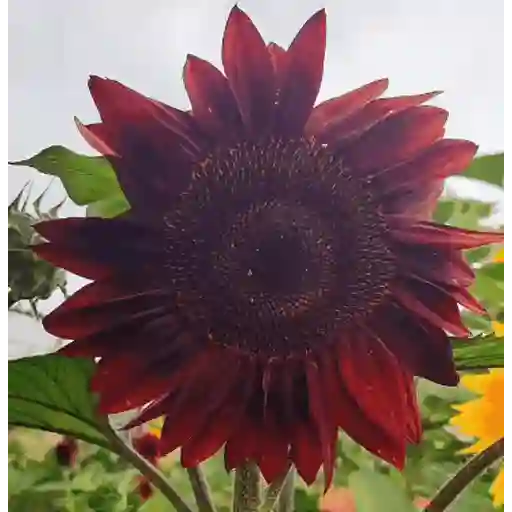 Girasoles 🧸🇲🇽 26