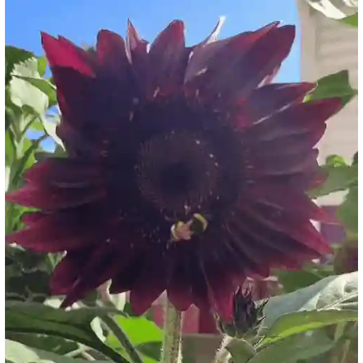 Girasoles 🧸🇲🇽 24