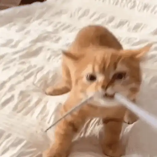 Cats 🧸🇲🇽 14