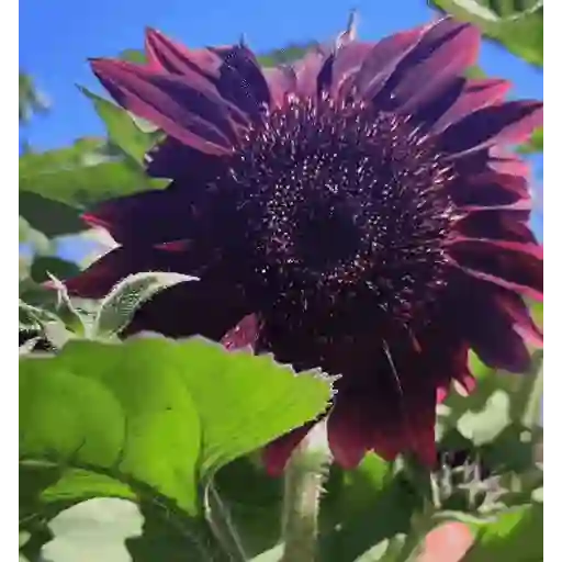 Girasoles 🧸🇲🇽 27