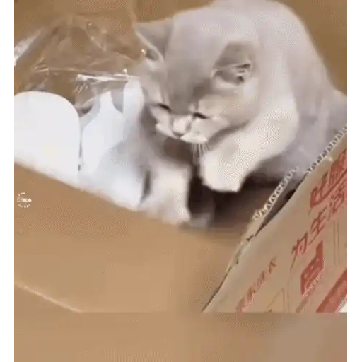 😼 Gatos e Caixas 📦 19