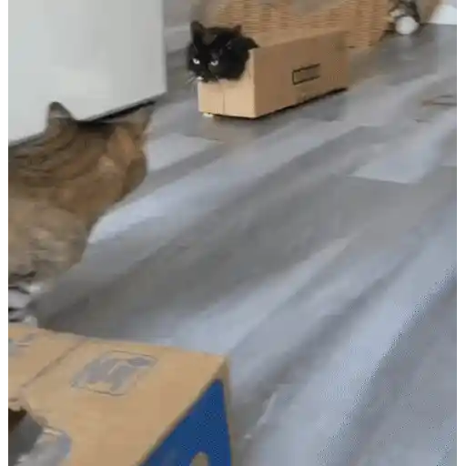 😼 Gatos e Caixas 📦 1