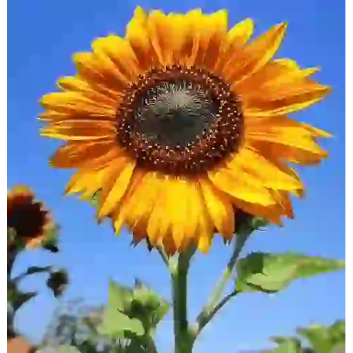 Girasoles 🧸🇲🇽 10