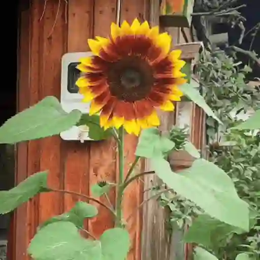 Girasoles 🧸🇲🇽 28