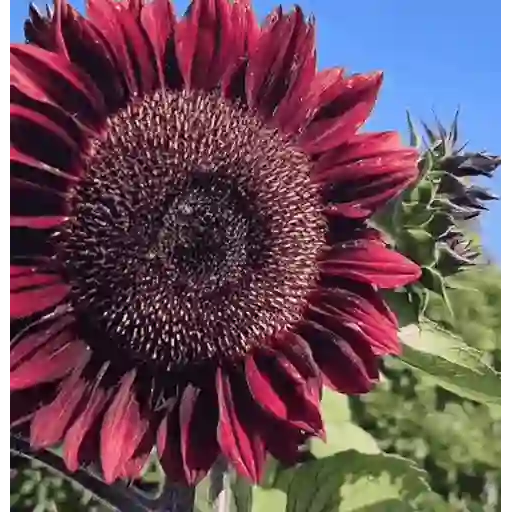 Girasoles 🧸🇲🇽 14