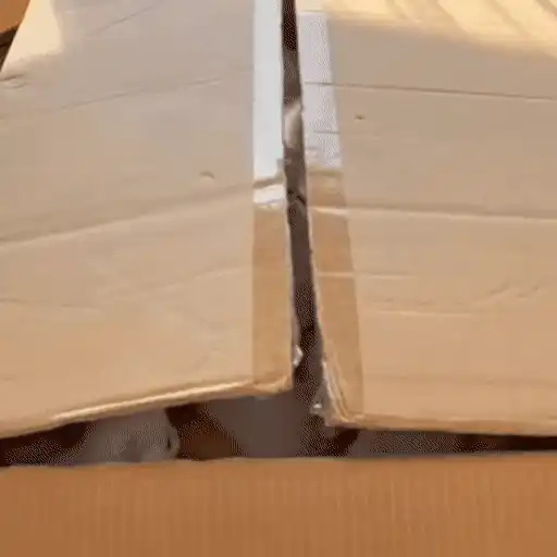 😼 Gatos e Caixas 📦 21