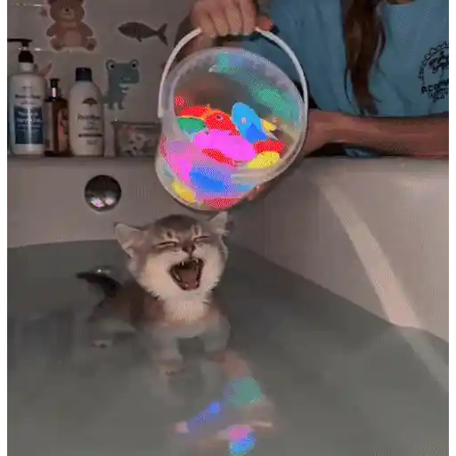 Cats 🧸🇲🇽 2