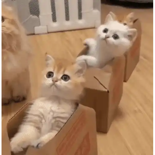 😼 Gatos e Caixas 📦 26