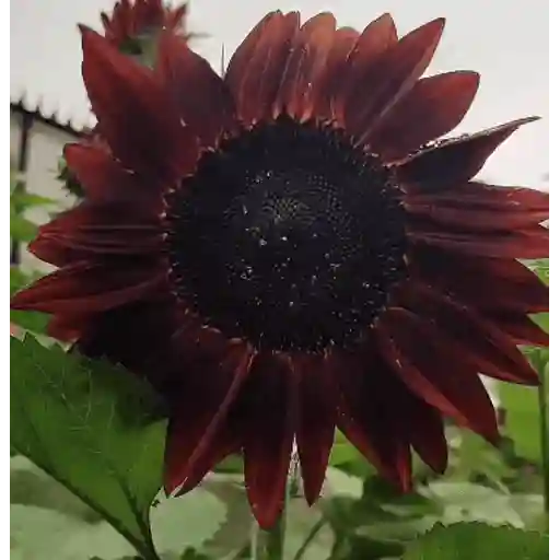 Girasoles 🧸🇲🇽 22