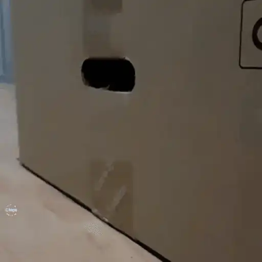 😼 Gatos e Caixas 📦 8