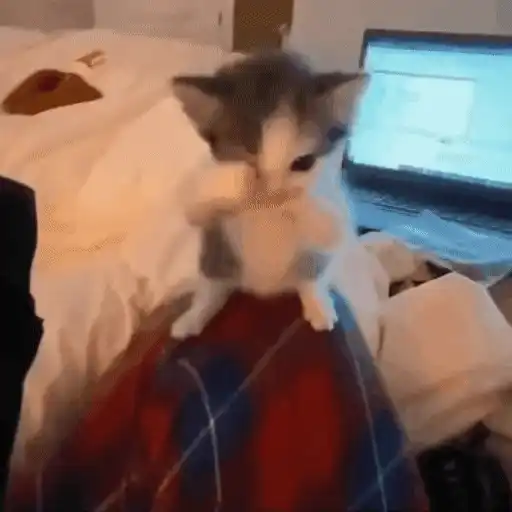 Gatinhos dançantes viralizam 8