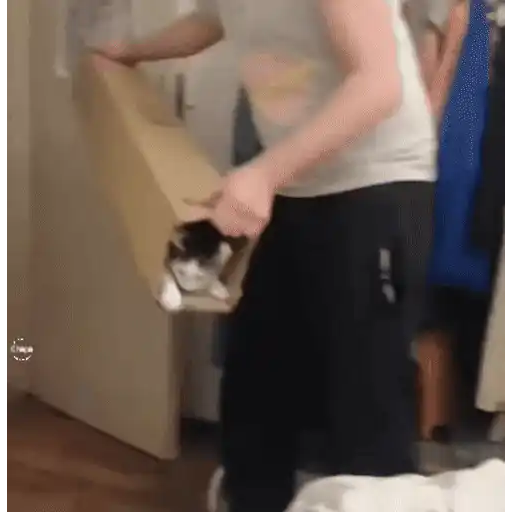 😼 Gatos e Caixas 📦 16