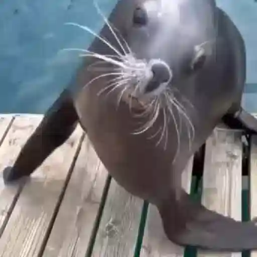 Animales 5 5