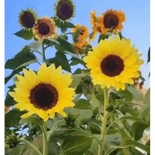 Girasoles 🧸🇲🇽 11