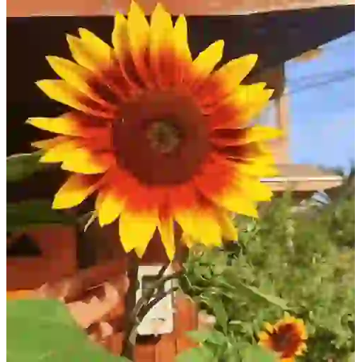 Girasoles 🧸🇲🇽 19
