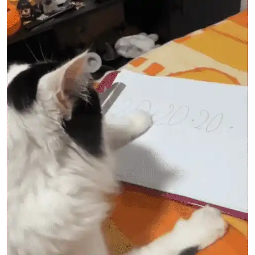Gatinhos dançantes viralizam 15