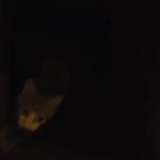 😼 Gatos e Caixas 📦 2