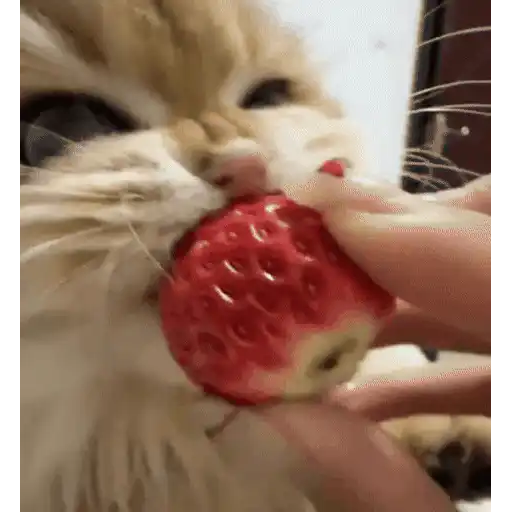 Cats 🧸🇲🇽 29