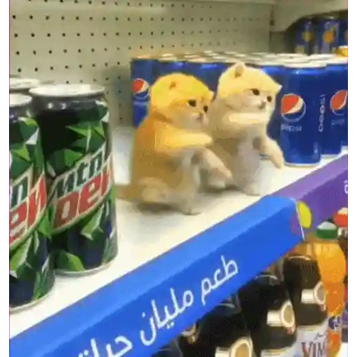 Gatinhos dançantes viralizam 4