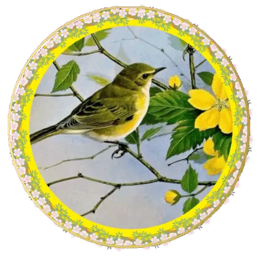 PAJAROS 🦜🦉 19