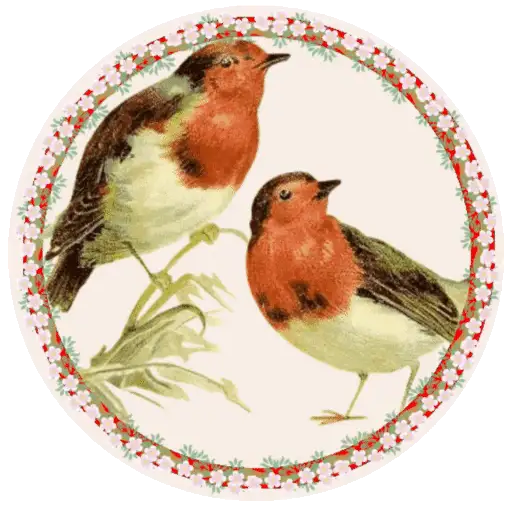 PAJAROS 🦜🦉 17
