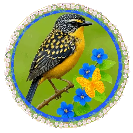 PAJAROS 🦜🦉 14
